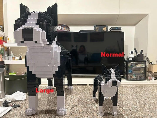 Boston Terrier-1