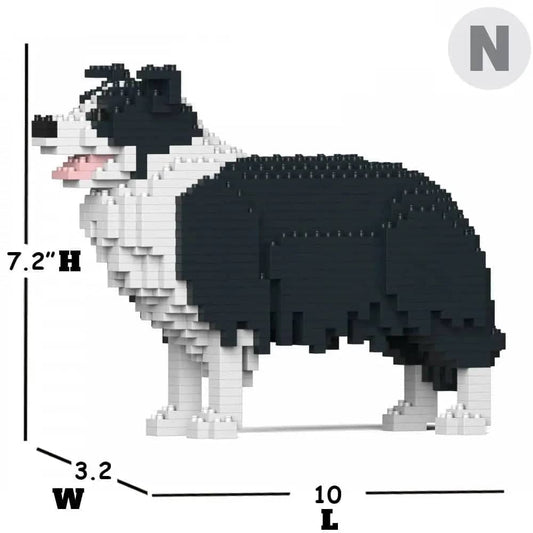 Border Collie-1