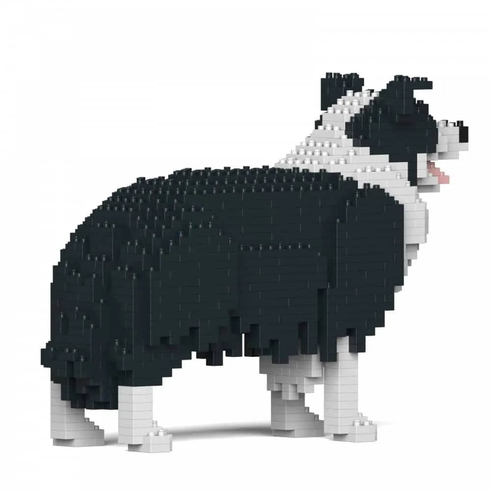 Border Collie-4