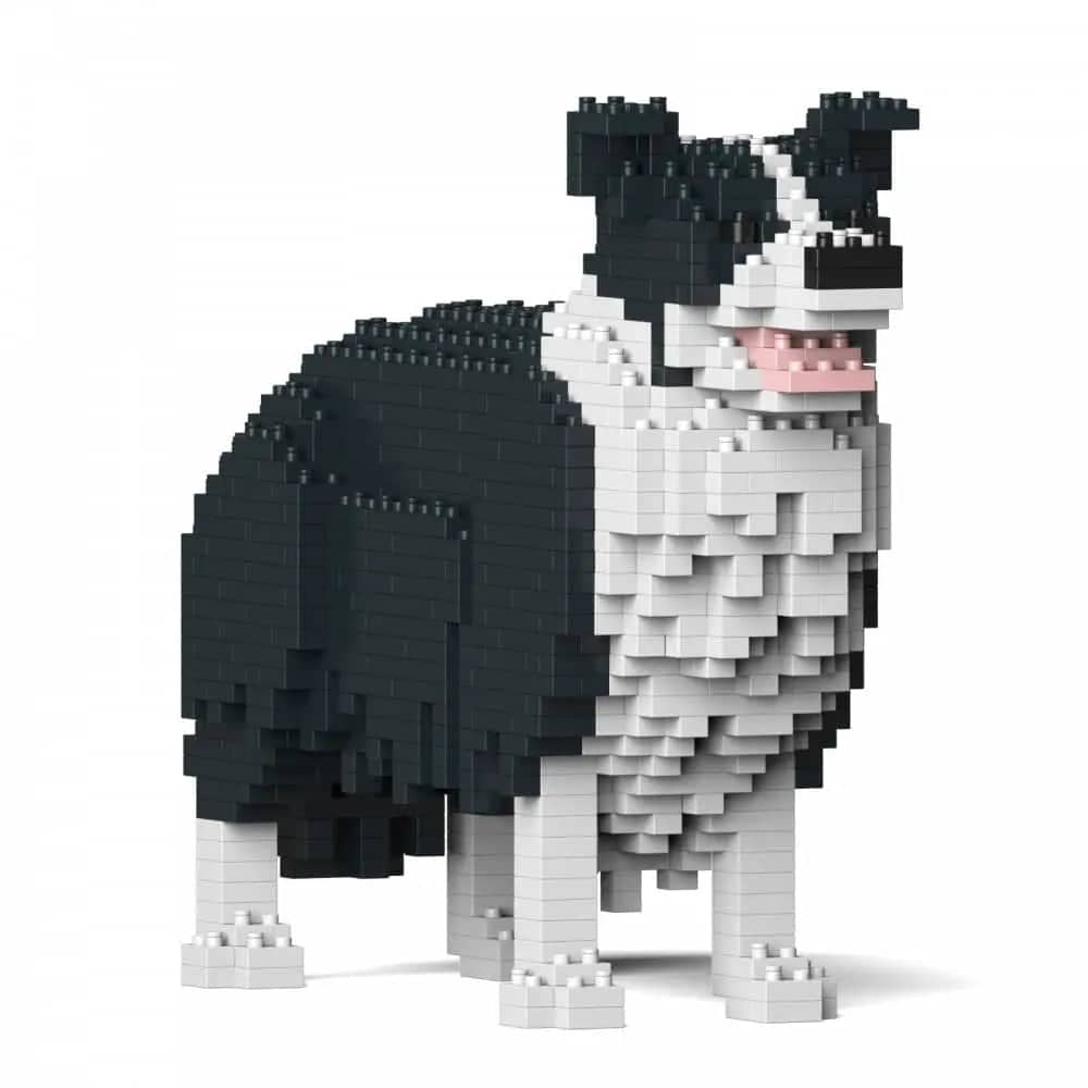 Border Collie-3