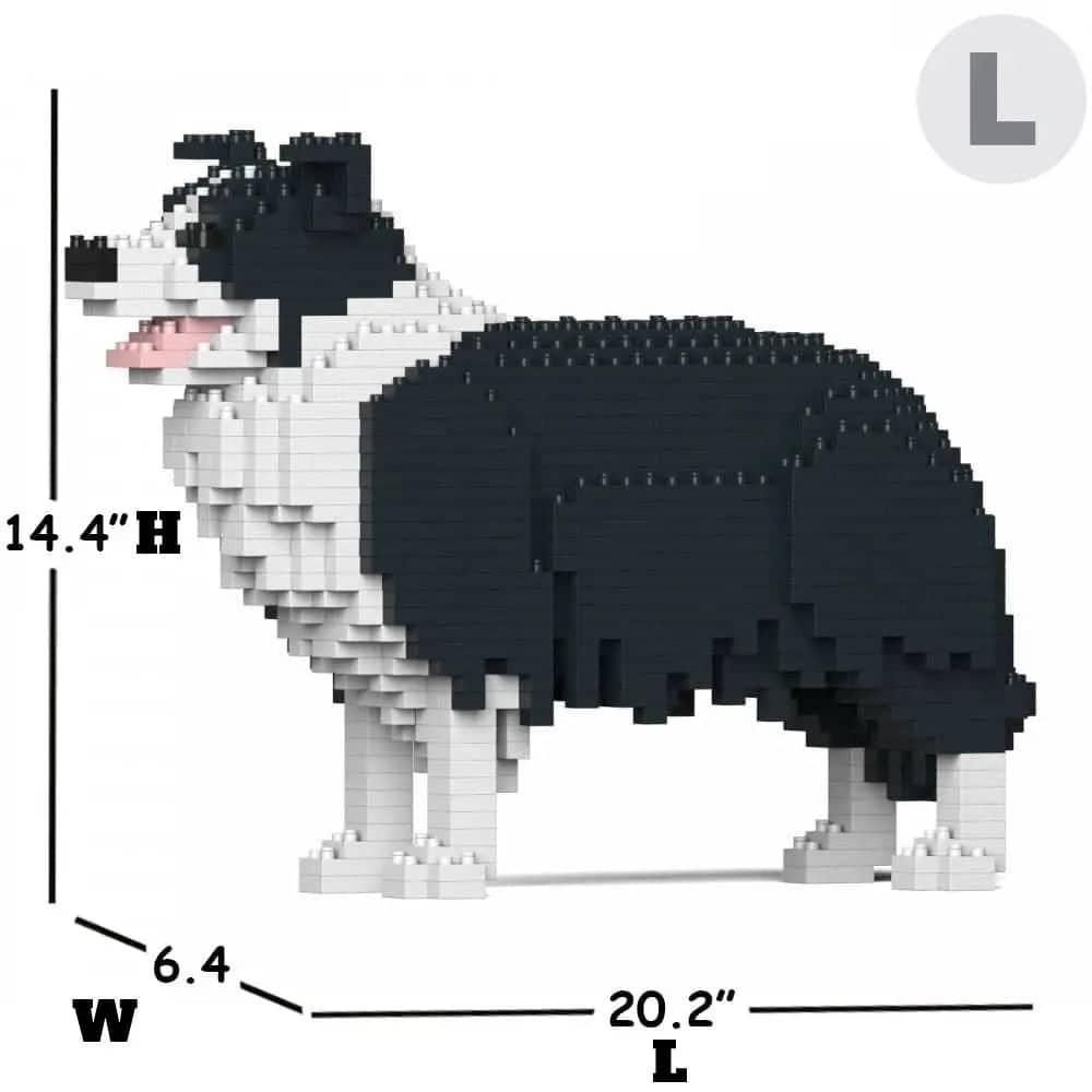 Border Collie-5