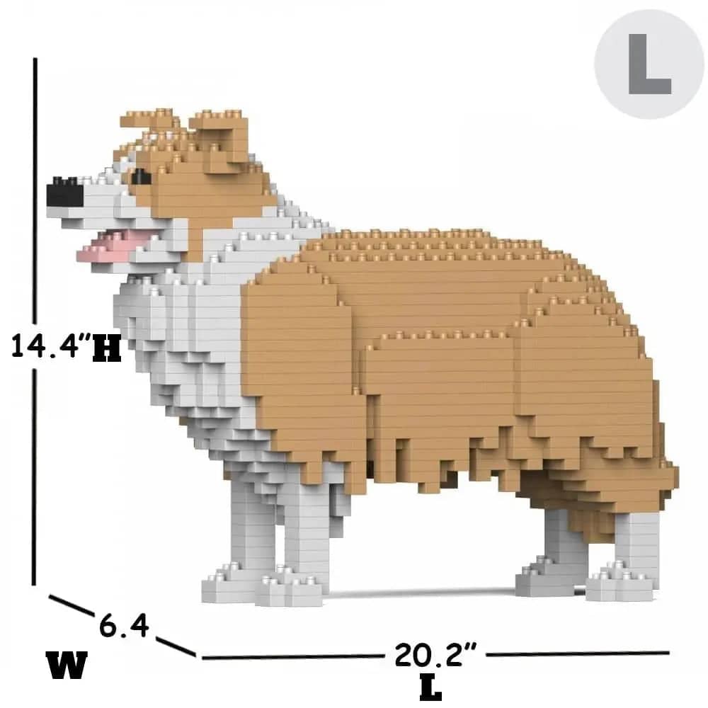 Border Collie-7