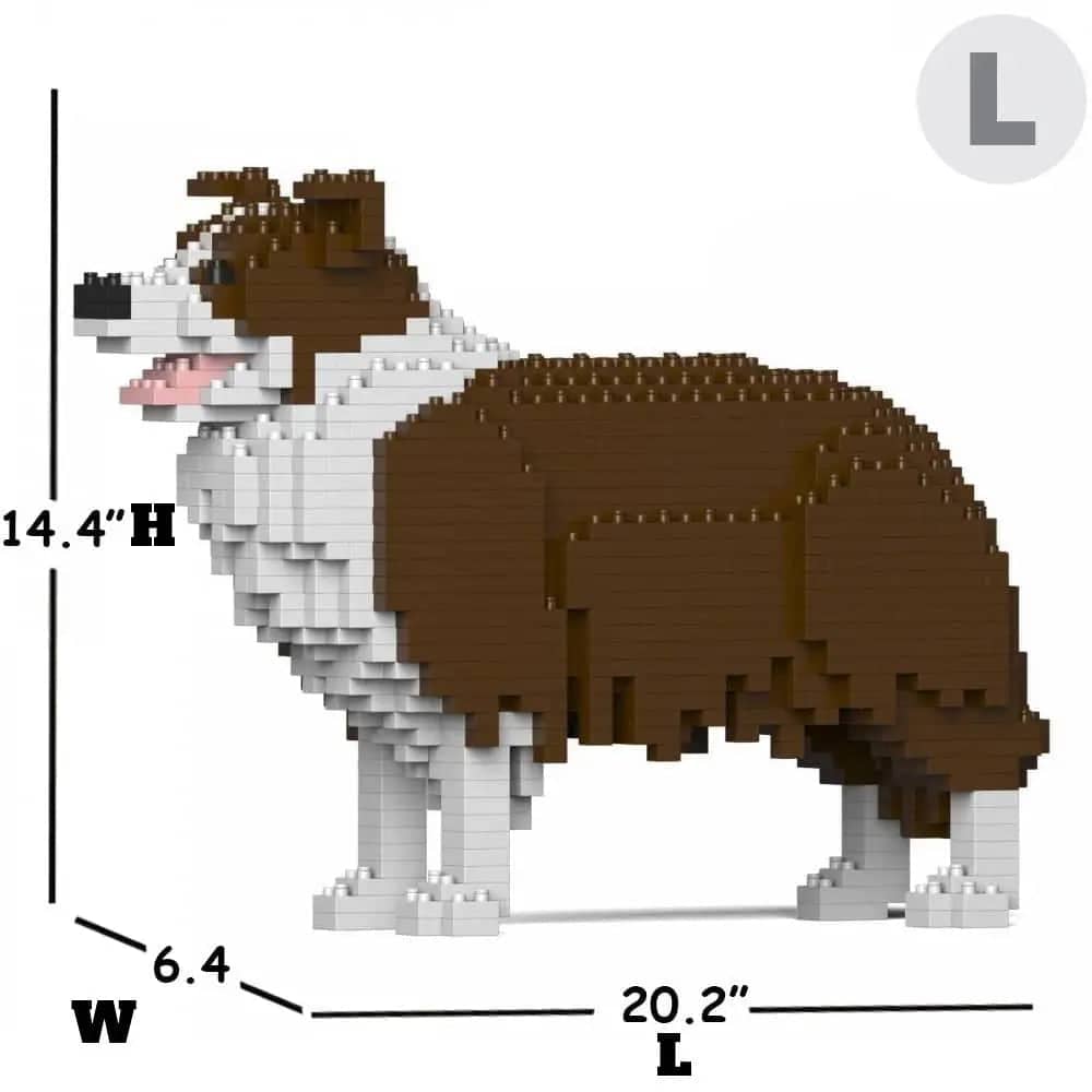 Border Collie-9