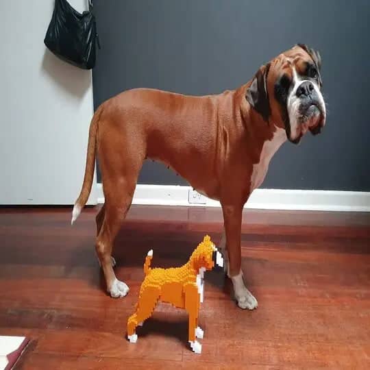 Boxer-2