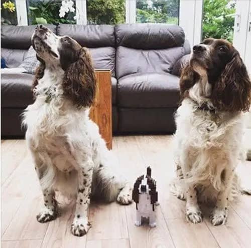 English Springer Spaniel-2