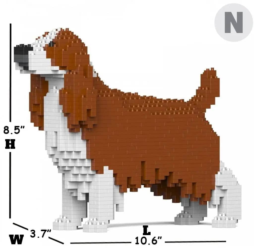 English Springer Spaniel-6