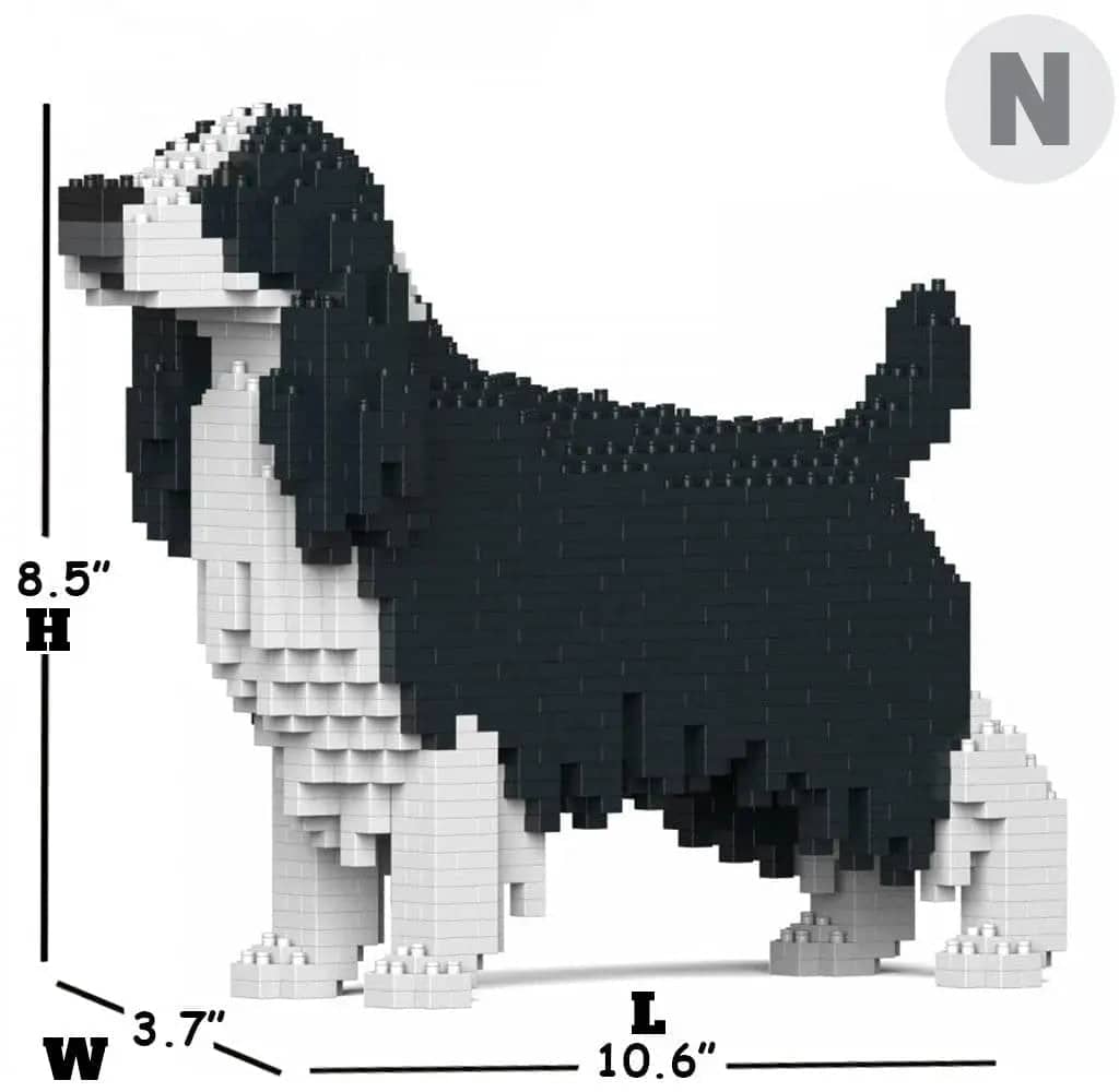 English Springer Spaniel-8