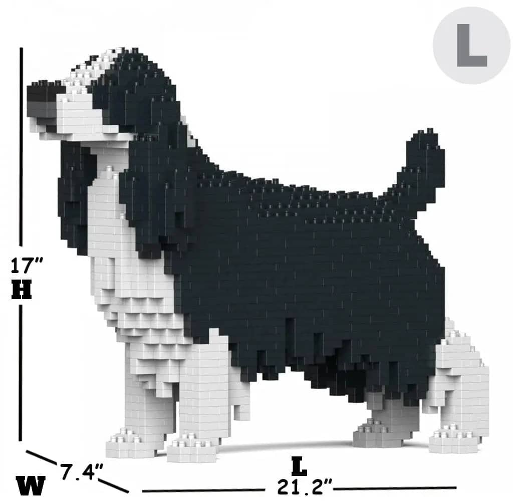English Springer Spaniel-9