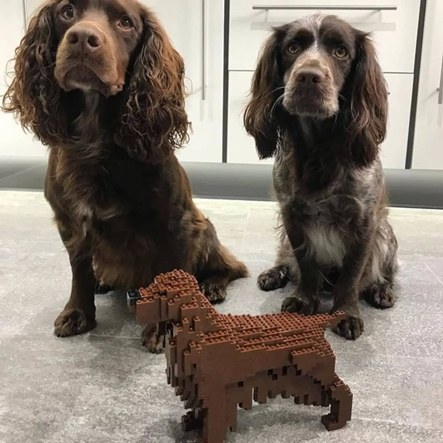 Irish Setter-3