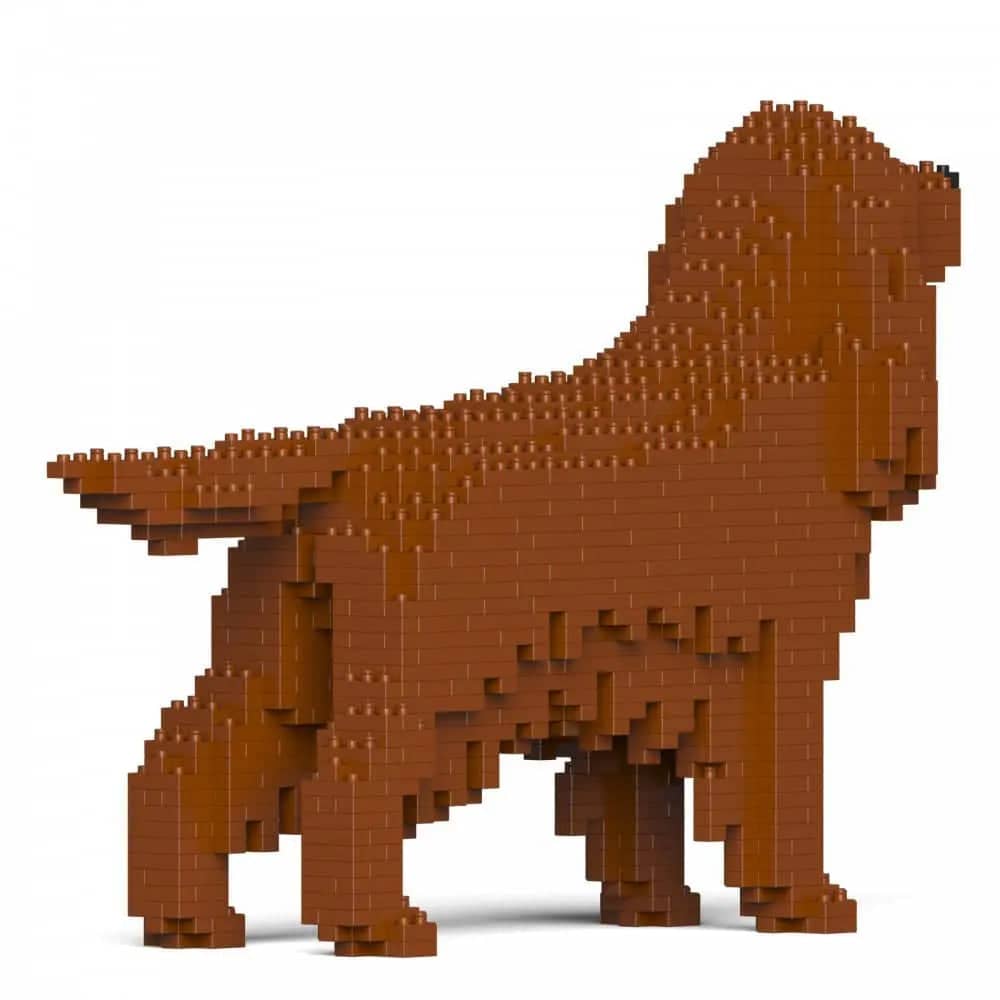 Irish Setter-2