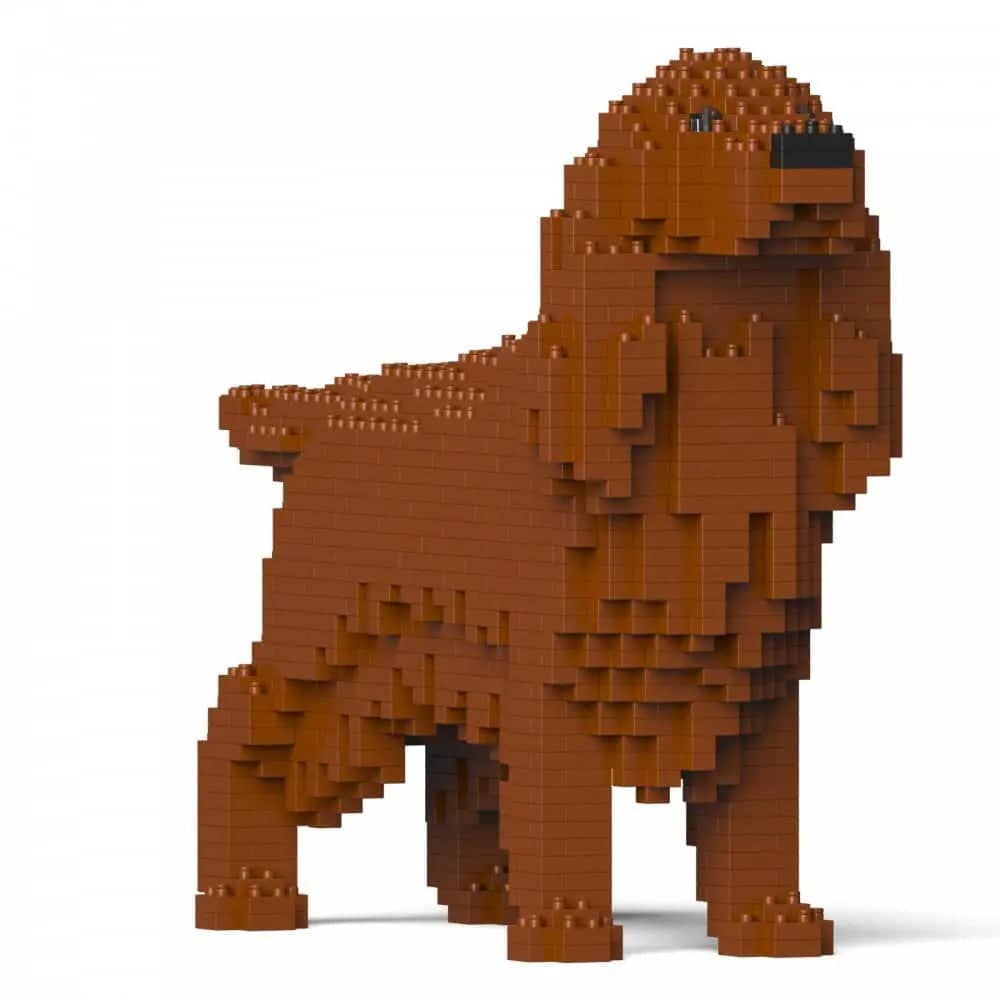 Irish Setter-4