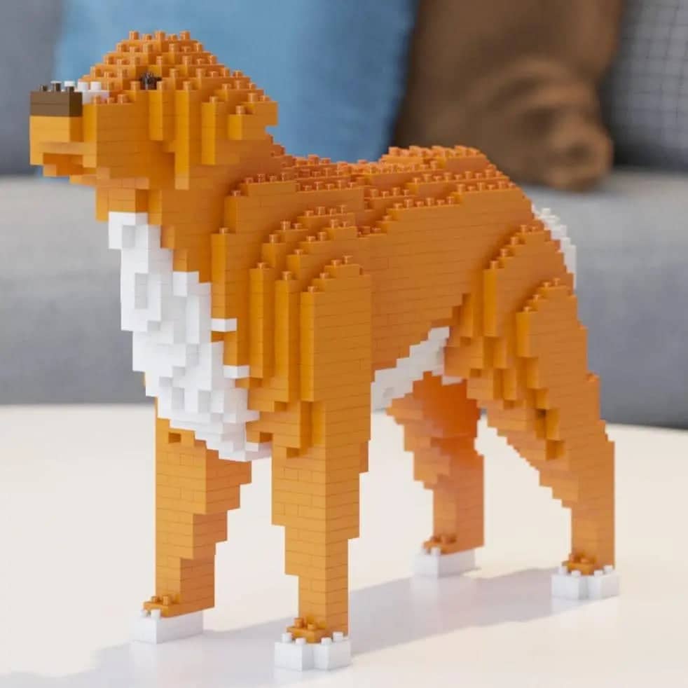 Nova Scotia Duck Tolling Retriever-2