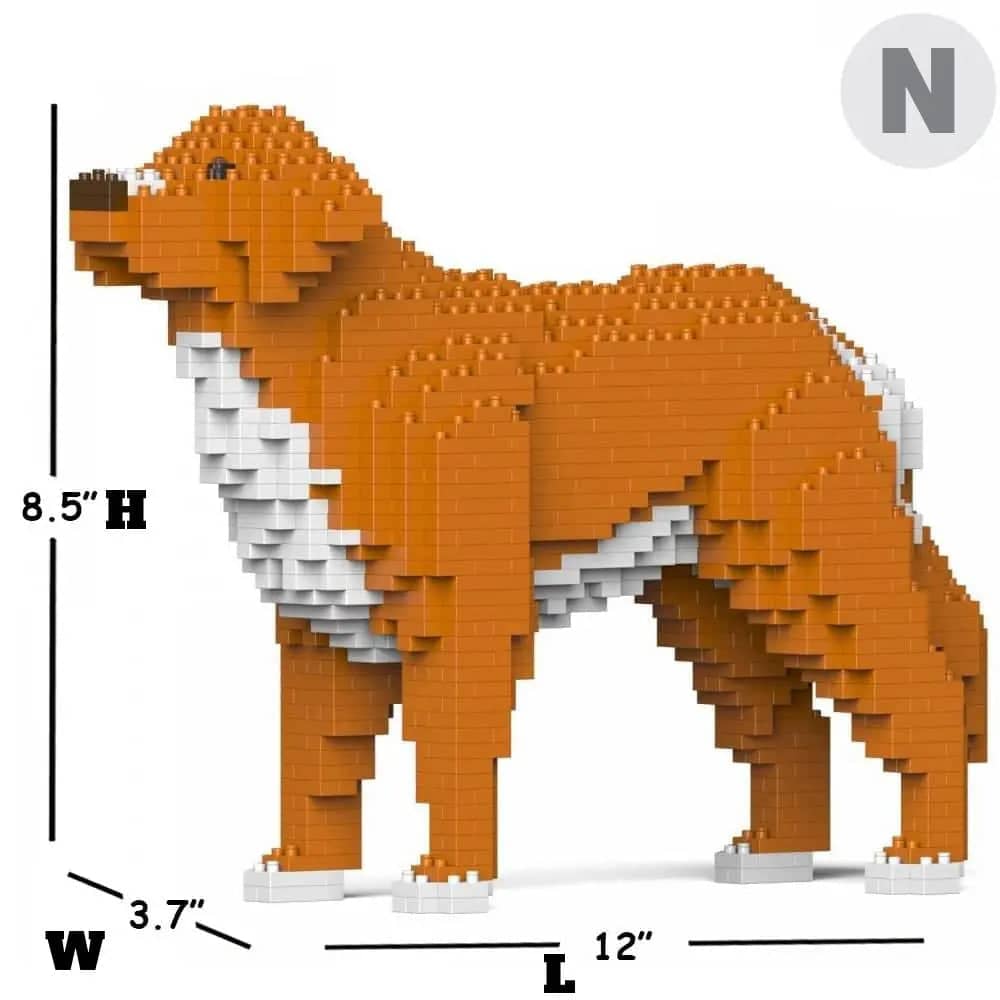 Nova Scotia Duck Tolling Retriever-1
