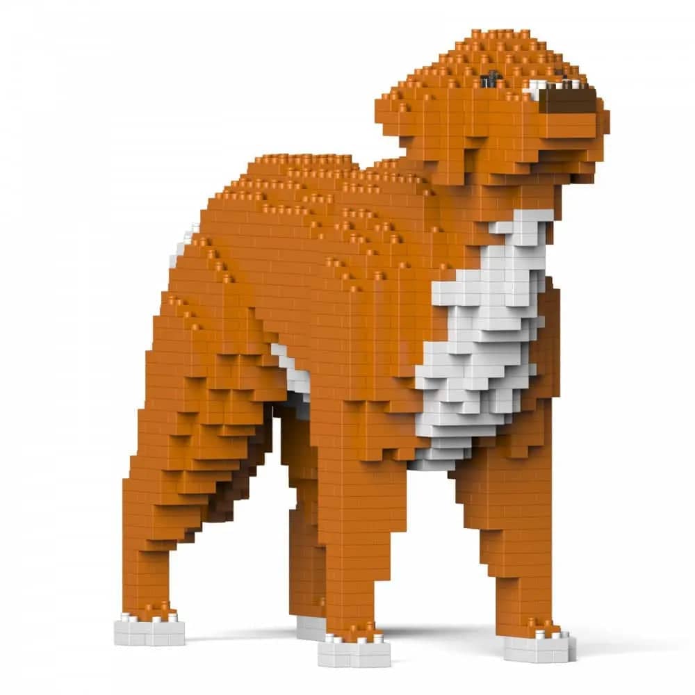 Nova Scotia Duck Tolling Retriever-4