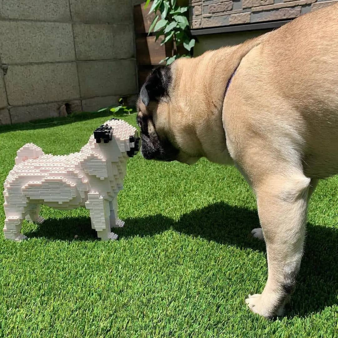 Pug-2
