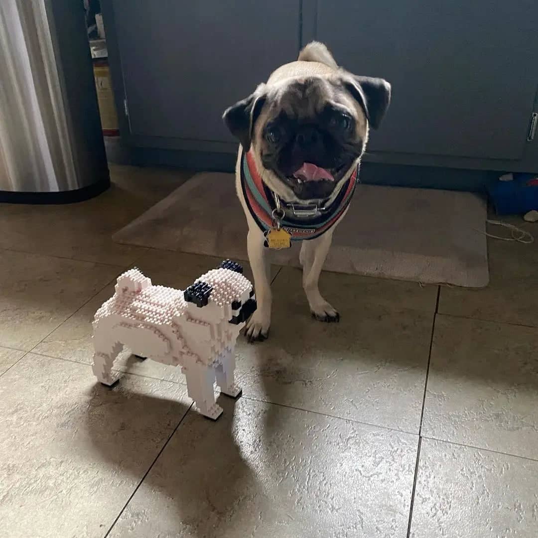 Pug-4