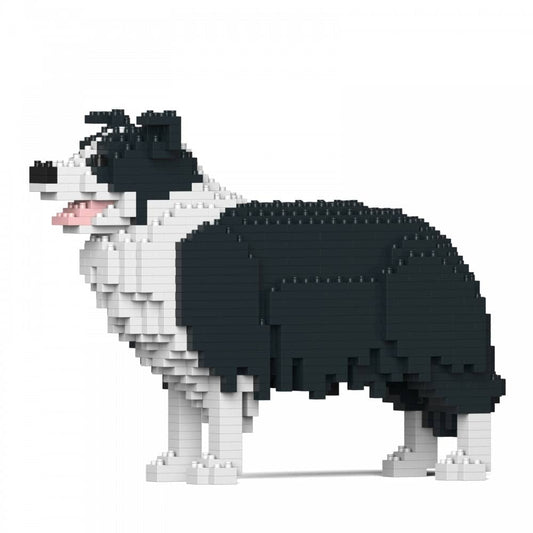 Border Collie-0