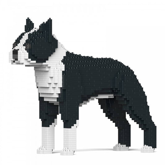 Boston Terrier-0
