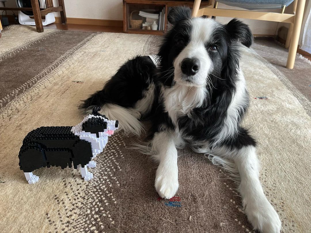 Border Collie-2